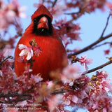 Audubon&reg; Native Pagoda Dogwood