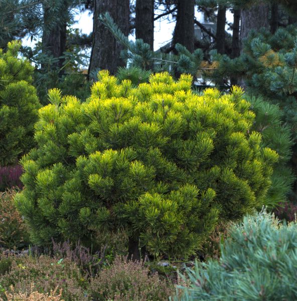 Mugo Pine