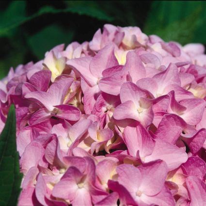 All Summer Beauty Hydrangea