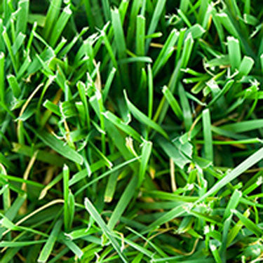 Greenspan Fescue Grass Plugs