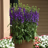 Proven Winners® Starship™ Blue Cardinal Flower