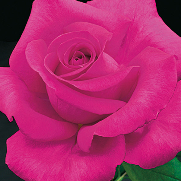 All My Loving Hybrid Tea Rose | Buy at NatureHills.com