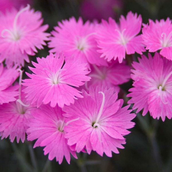 Firewitch Dianthus