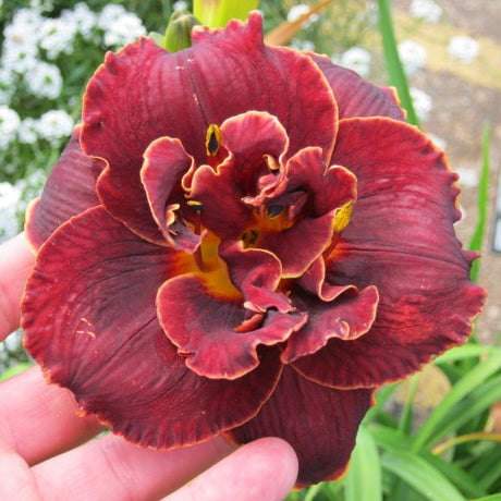 Night Embers Daylily