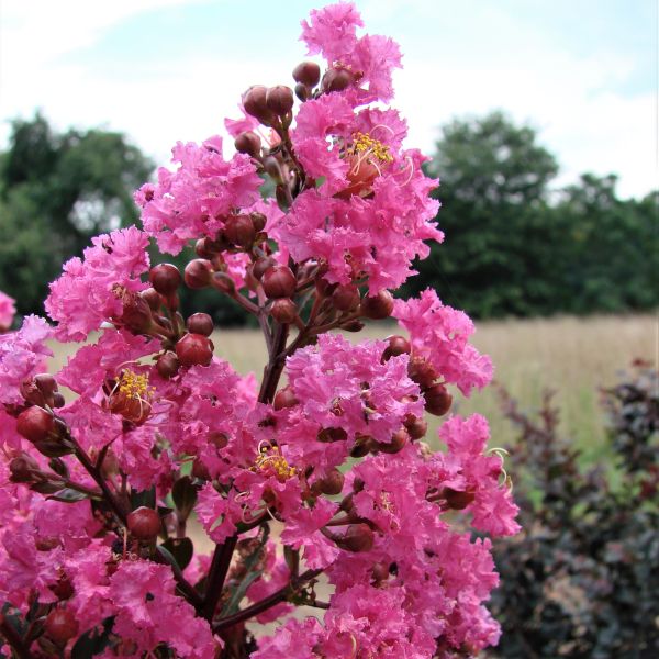 First Editions&reg; Plum Magic Crapemyrtle Shrub