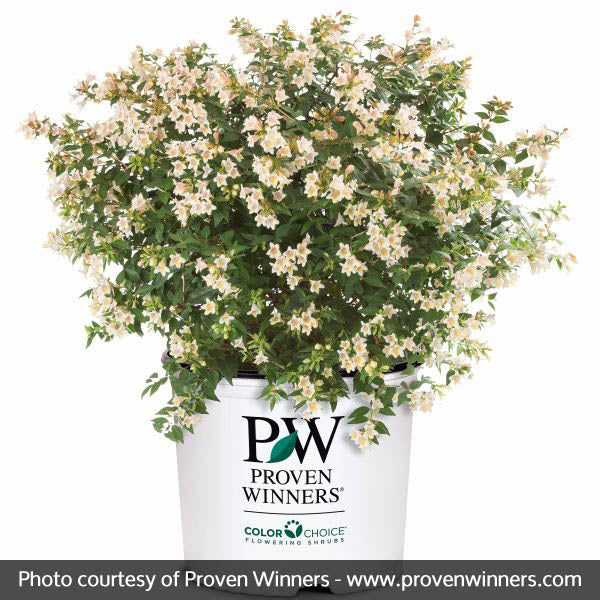 Sunny Anniversary&reg; Abelia