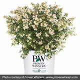 Sunny Anniversary&reg; Abelia