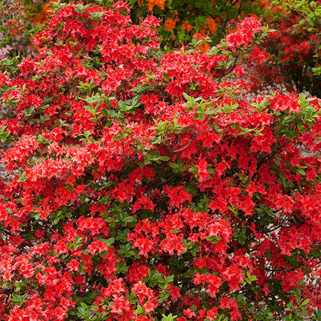 First Editions&reg; Electric Lights&trade; Red Azalea