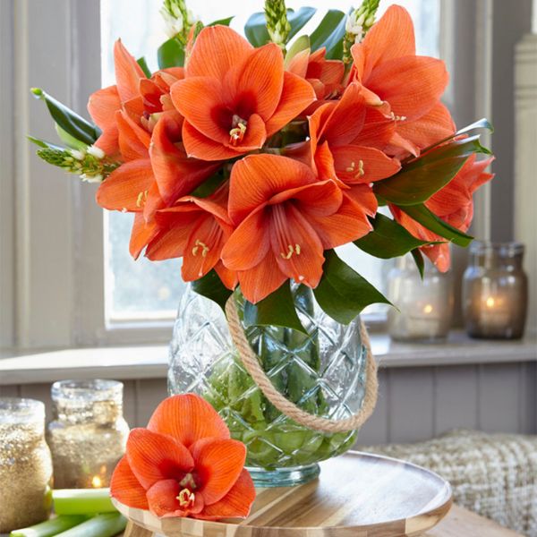 Naranja Amaryllis