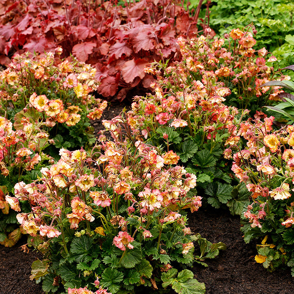 PRETTICOATS&trade; Peach Geum