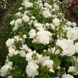 Easy Elegance&reg; Champagne Wishes Rose