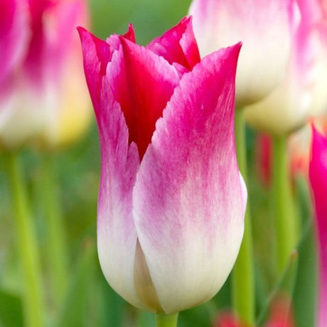 Whispering Dream Tulip