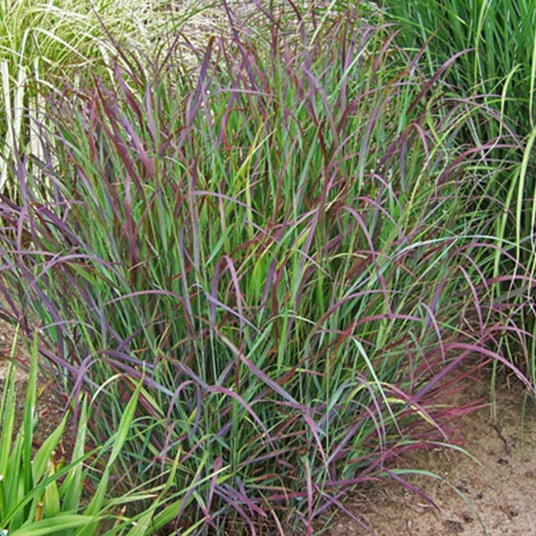 Prairie Winds&reg; Cheyenne Sky Red Switch Grass