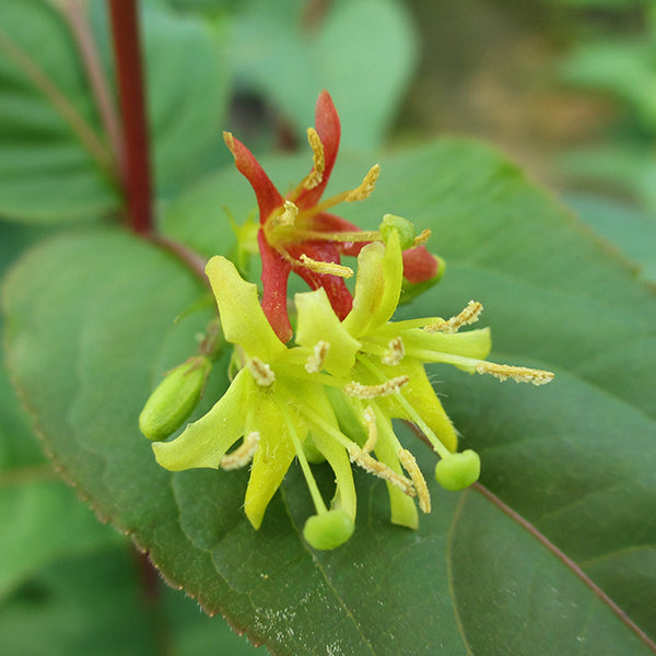 Kodiak&reg; Red Bush Honeysuckle