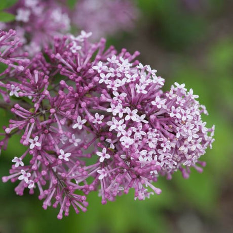 Bloomerang&reg; Dark Purple Lilac Tree Form