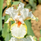 Halloween Halo Tall Bearded Iris