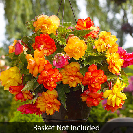 Golden Balcony Begonia