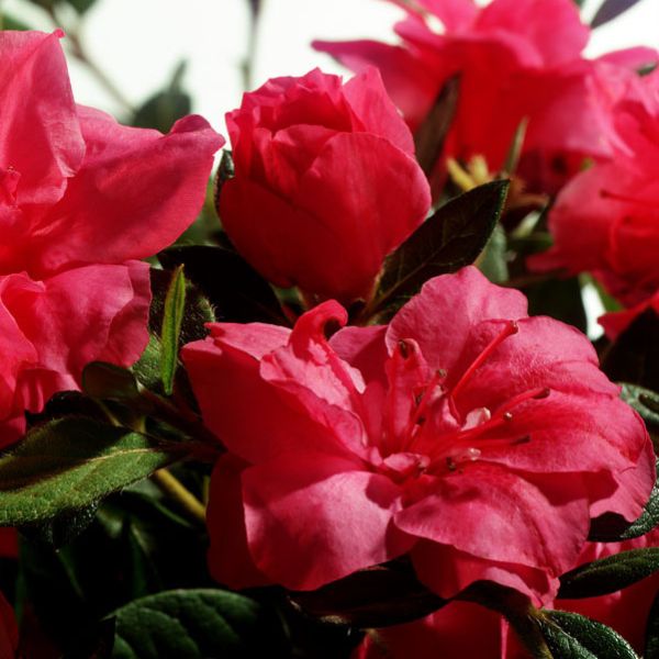 Autumn Rouge&reg; Encore&reg; Azalea