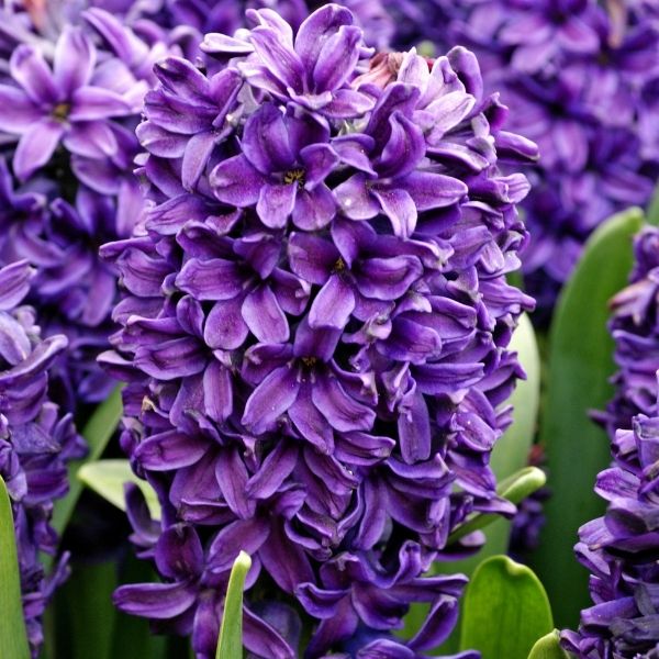 Peter Stuyvesant Hyacinthus