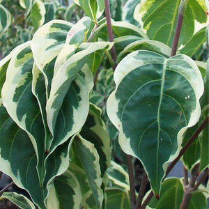 Samaritan? Japanese Dogwood