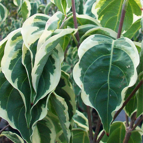 Samaritan? Japanese Dogwood