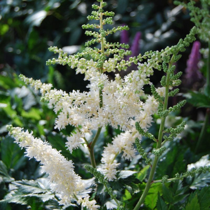 Vision in White Astilbe