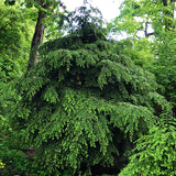 Canadian Hemlock