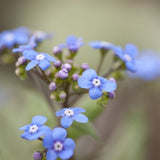 Looking Glass Brunnera