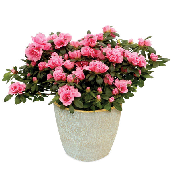 Pretty In Pink Pink Florist Azalea