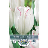 Diamond Jubilee Tulip