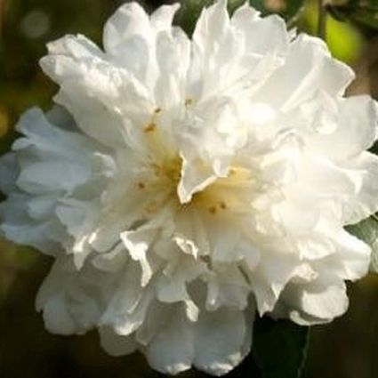 Snow On The Mountain Camellia