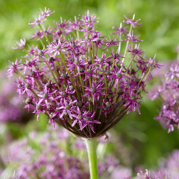 Miami Allium