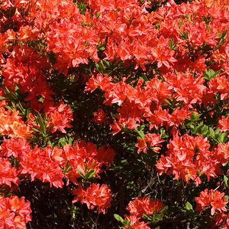 Mandarin Lights Azalea