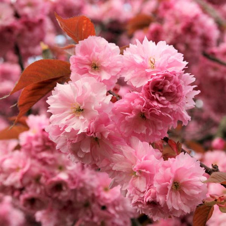 Royal Burgundy Flowering Cherry