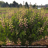 Decadence&reg; Deluxe Pink Lemonade False Indigo