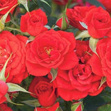 Autumn Sunblaze&reg; Miniature Rose