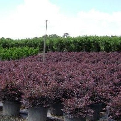 Chang's Ruby Fringe Flower Shrub