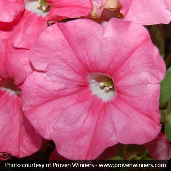 Supertunia&reg; Bermuda Beach&reg; Petunia