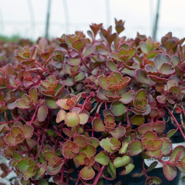 Red Carpet Sedum