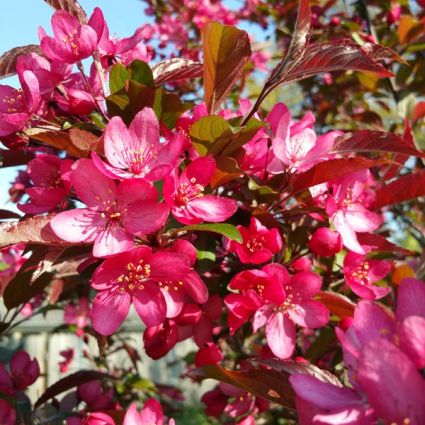 Purple Prince Crabapple