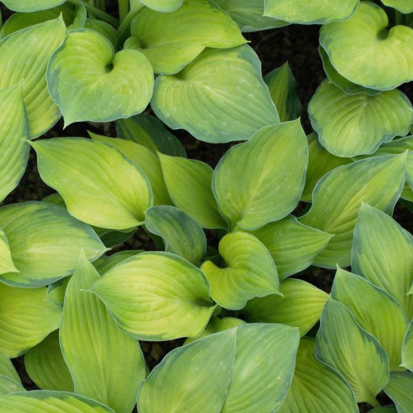 Gold Standard Hosta