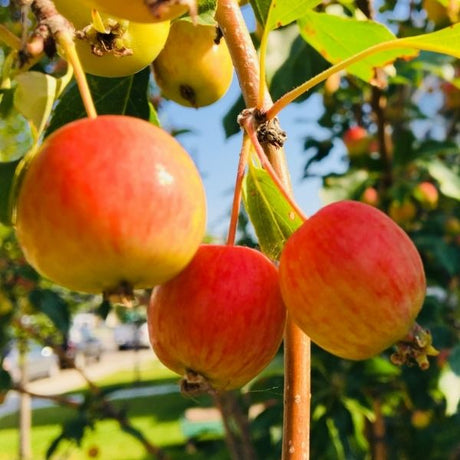 Centennial Crabapple Tree