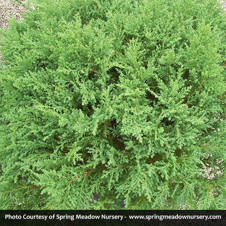 Fuzzball? Siberian Carpet Cypress