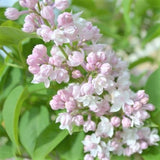 Beauty of Moscow Lilac