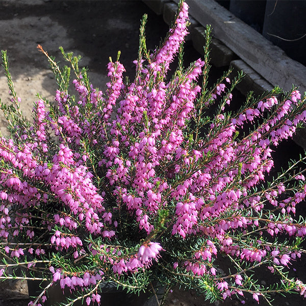 Mediterranean Pink Winter Heath