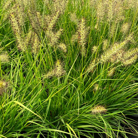Lumen Gold&trade; Fountain Grass