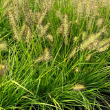 Lumen Gold&trade; Fountain Grass