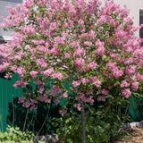 Tinkerbelle&reg; Lilac Tree