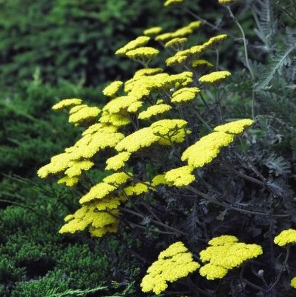 Moonshine Yarrow