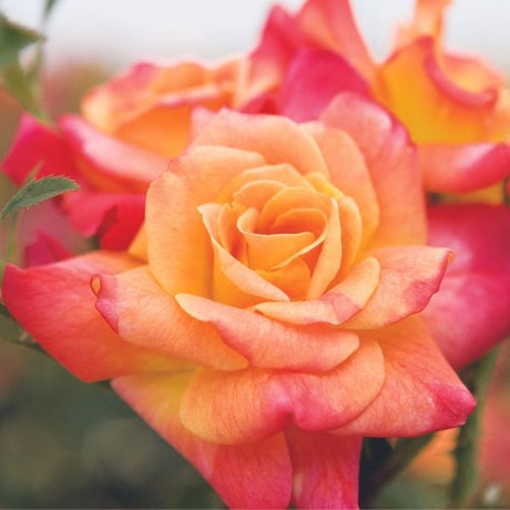 Joseph's Coat Climbing Rose